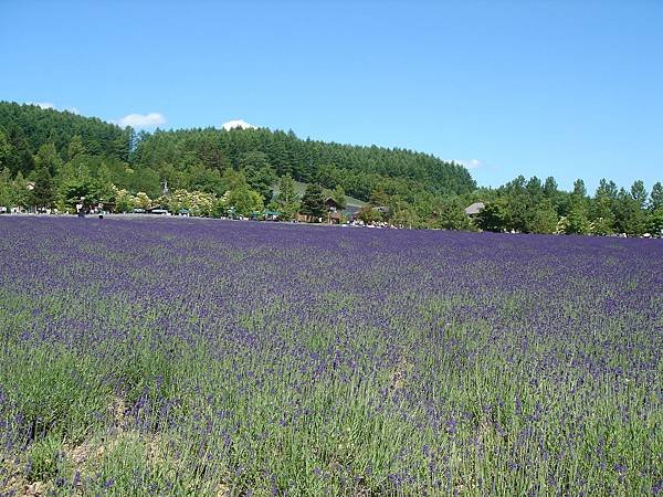 富田農場