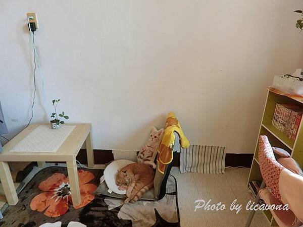 CIMG0927 貓.jpg