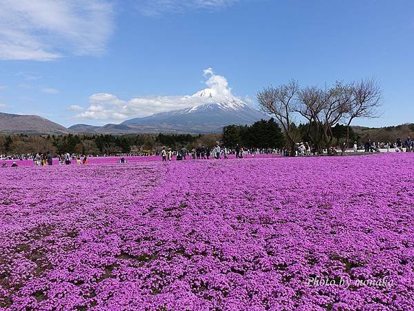 富士芝櫻