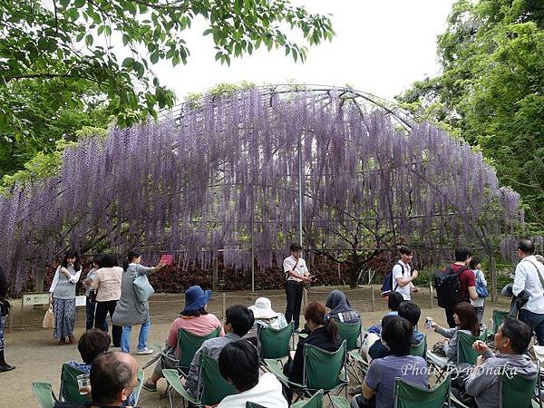 足利花卉公園