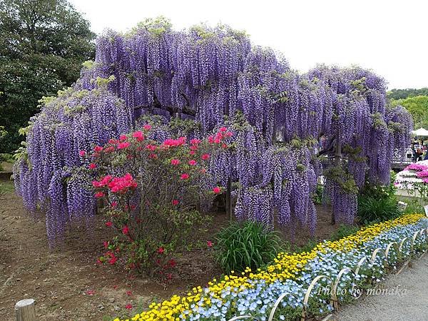 足利花卉公園