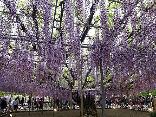 足利花卉公園