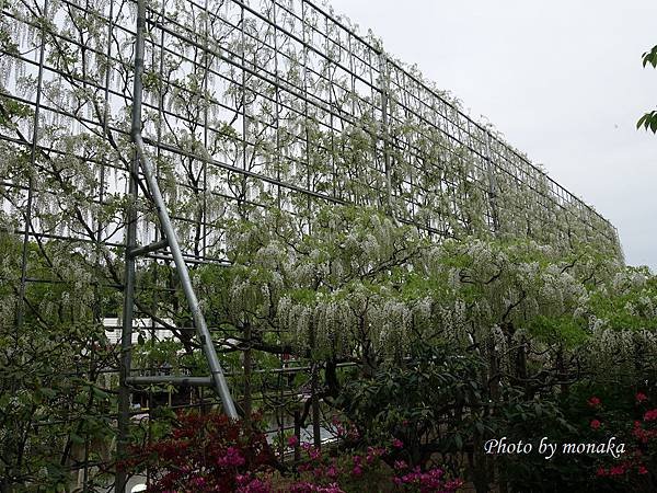 足利花卉公園