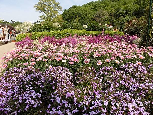 足利花卉公園