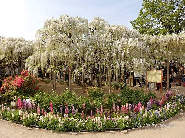 足利花卉公園