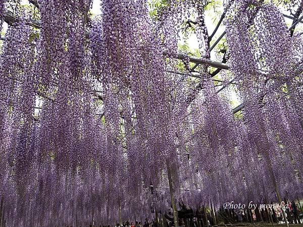 足利花卉公園