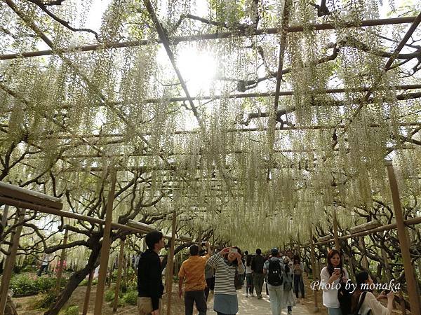 足利花卉公園