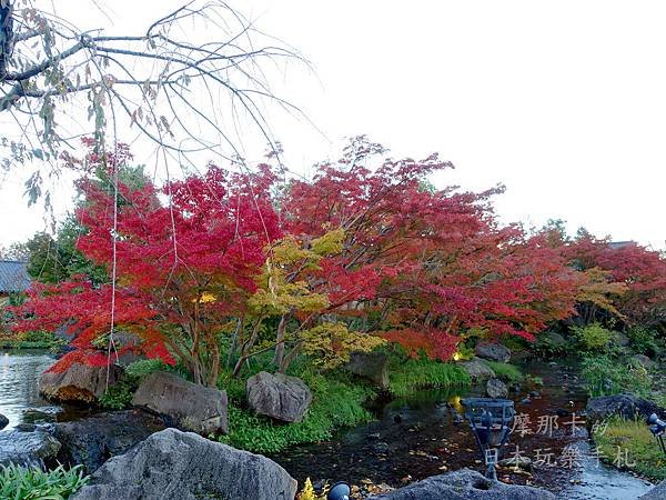 名花之里_11月下旬楓葉