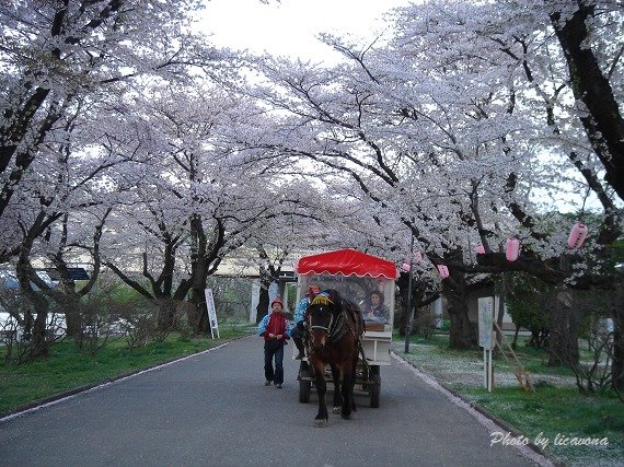 北上展勝地~觀光馬車