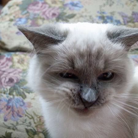 猙獰