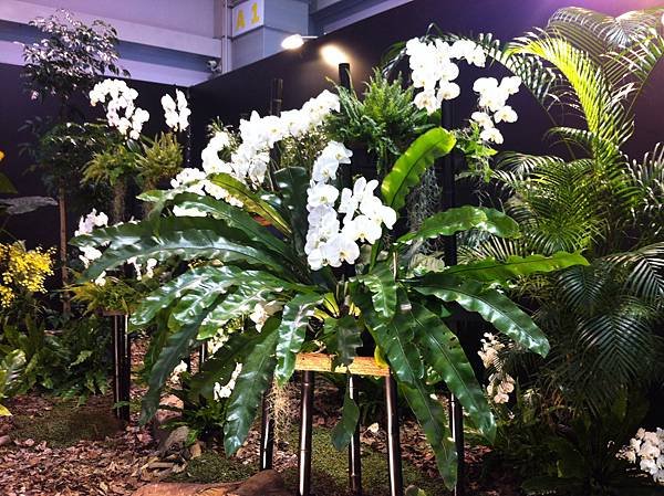 2012花卉展