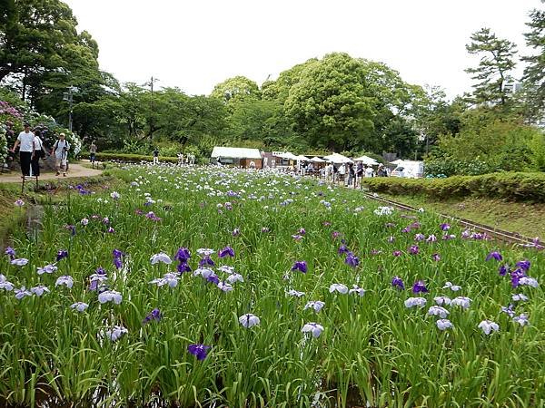 花菖蒲