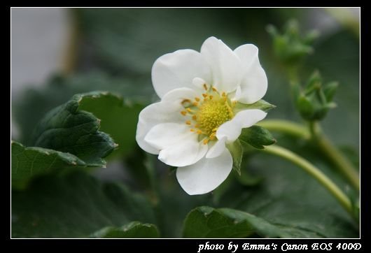 090127波斯菊花海_0002.jpg