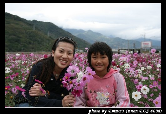 090127波斯菊花海_0004.jpg