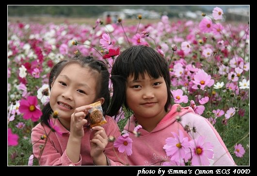 090127波斯菊花海_0005.jpg
