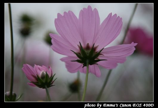 090127波斯菊花海_0008.jpg