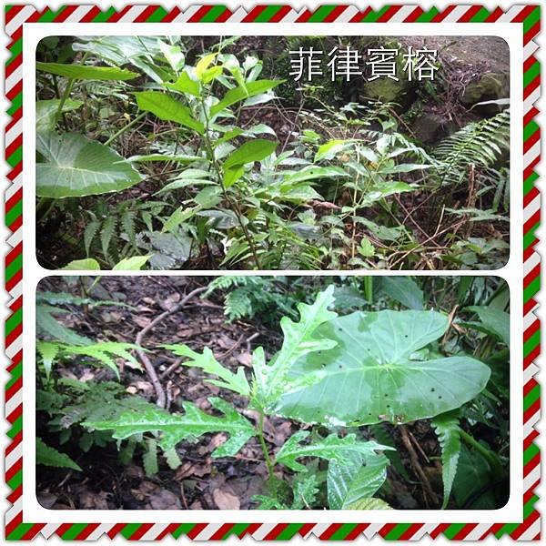 慈惠堂路觀 (15)