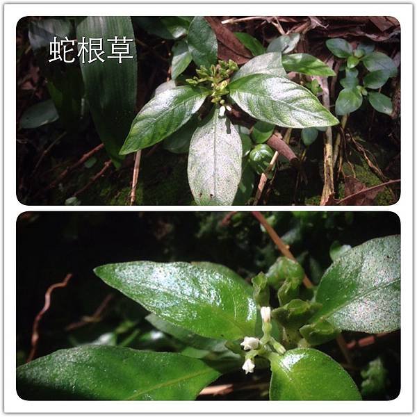 慈惠堂路觀 (13)