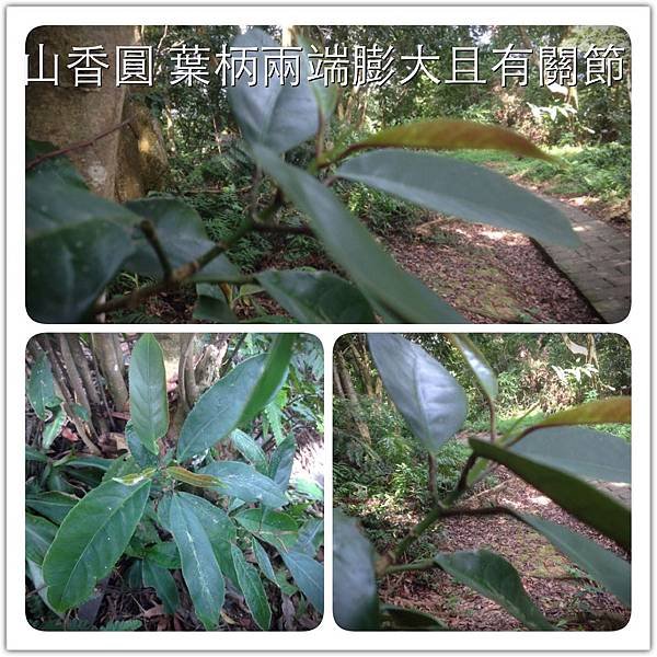 慈惠堂路觀 (12)