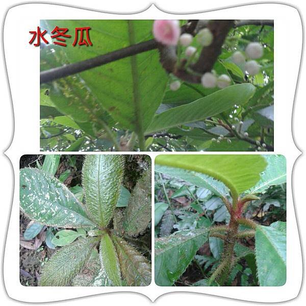 慈惠堂路觀 (7)