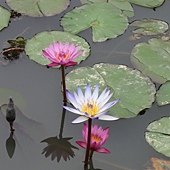 DSC02976.JPG