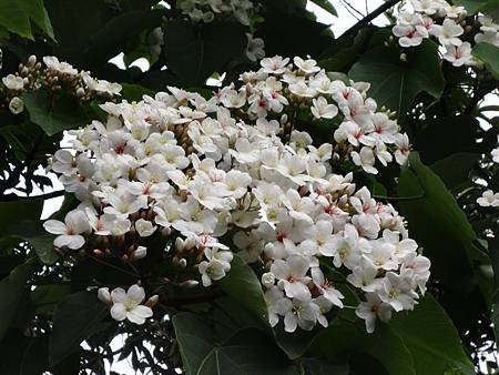 DSC03016.JPG