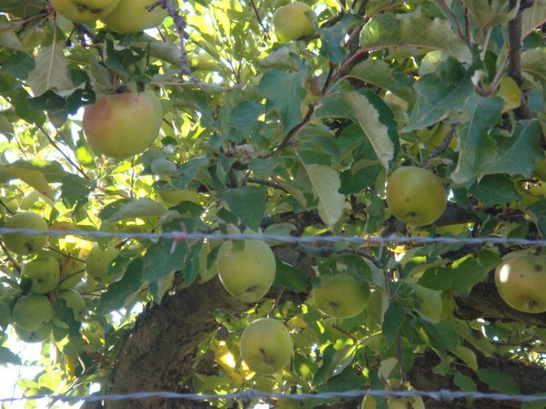 apple1.bmp