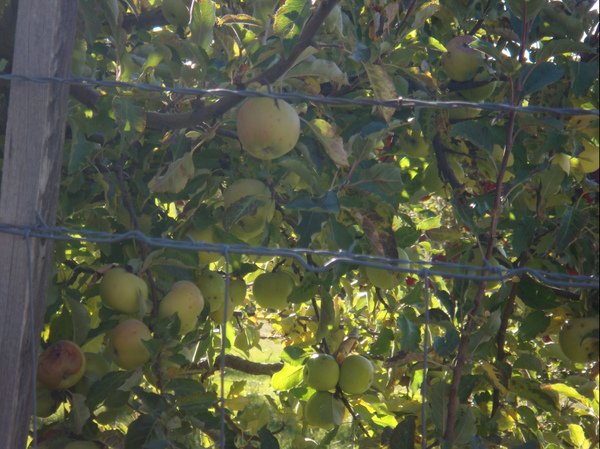 apple2.bmp