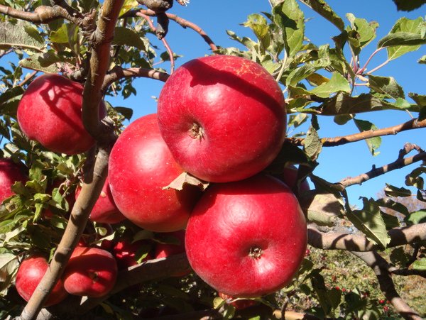 apple3.bmp