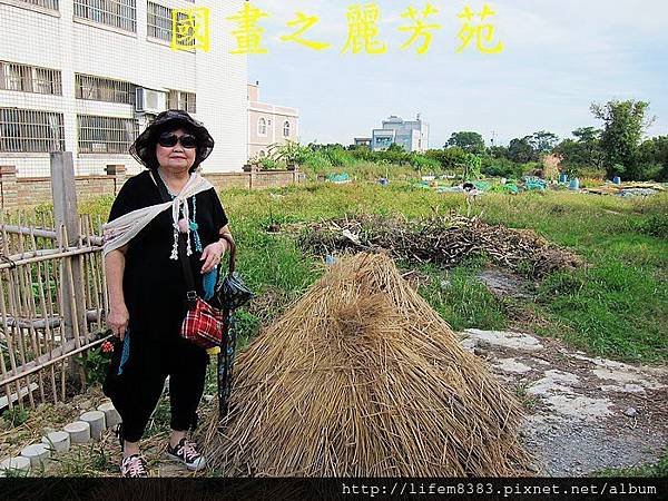 四界七淘趴趴走---黃色小鴨到桃園縣新屋鄉 (42).jpg