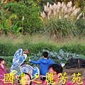 2015 桃園花彩節---平鎮和中壢區 (97).jpg