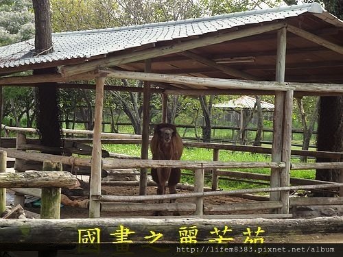 戀戀南台灣---頑皮世界 第二篇 (14).jpg