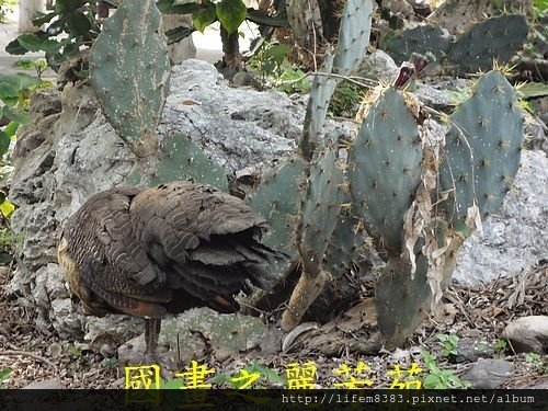 戀戀南台灣---頑皮世界 第二篇 (121).jpg