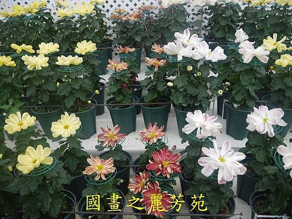 20161211 士林官邸賞秋菊 (218).jpg