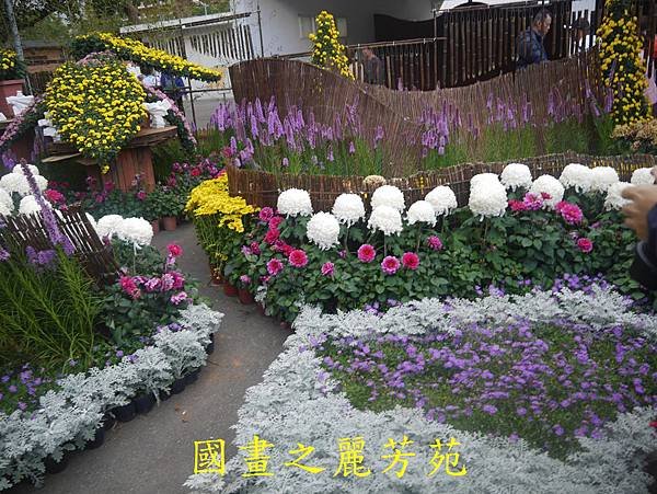 20161211 士林官邸賞秋菊 (342).jpg