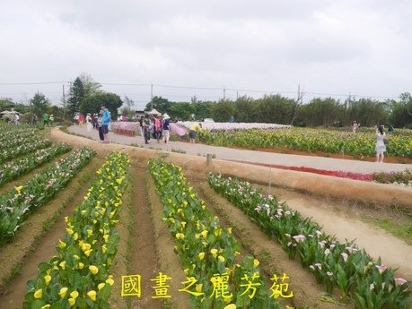 20170421---桃園彩芋節 (127).jpg