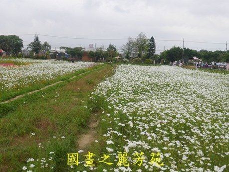 20170421---桃園彩芋節 (148).jpg