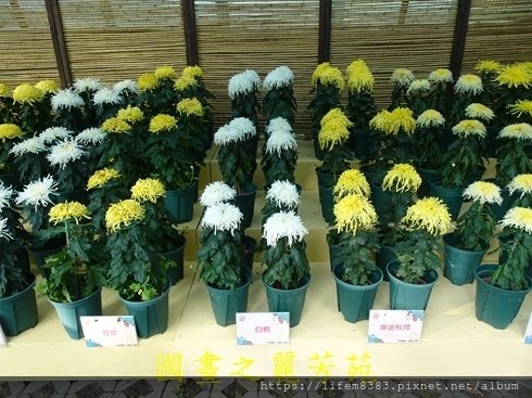 1071206 士林館底賞菊趣 (101).jpg