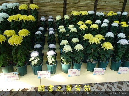 1071206 士林館底賞菊趣 (113).jpg