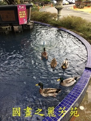 20180106-大溪一日遊 花開了 天御花園 (35).jpg