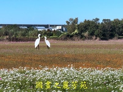 20191201---平鎮花彩節 (119).jpg