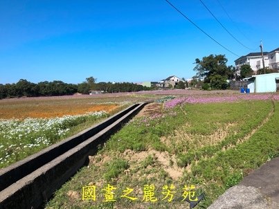 20191201---平鎮花彩節 (120).jpg