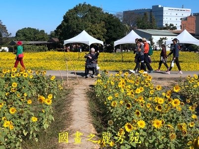 20191201---平鎮花彩節 (165).jpg