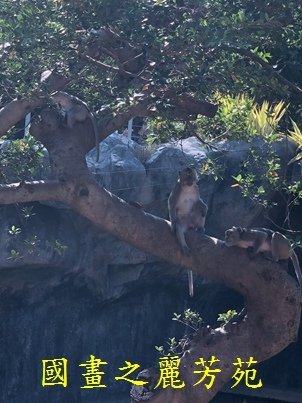 202010 新竹市立動物園 (40).jpg