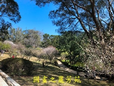 20210130 角板山賞梅花 (64).jpg