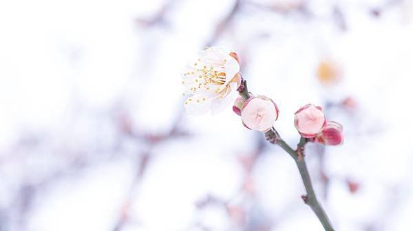 Lovepik_com-500831161-a-blooming-plum-blossom.jpg