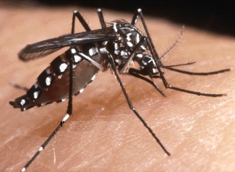 aedes_aegypti2.JPG