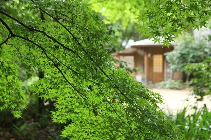 京都記憶。下鴨神社。糺之森。夏日的雨、舞、光、夢