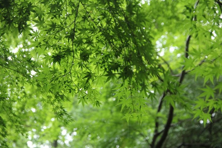 京都記憶。下鴨神社。糺之森。夏日的雨、舞、光、夢