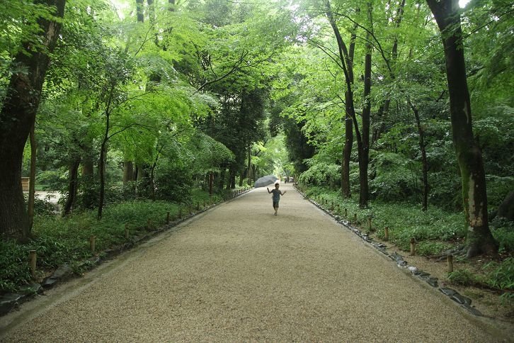 京都記憶。下鴨神社。糺之森。夏日的雨、舞、光、夢